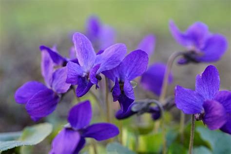 color blue violet  photo  pixabay