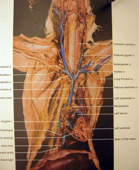 Blood Vessels Labeled - What are the smallest blood vessels in the ...