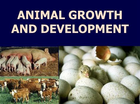 PPT - ANIMAL GROWTH AND DEVELOPMENT PowerPoint Presentation - ID:932190