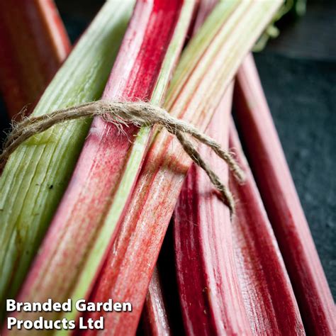 Rhubarb Taster S Collection Thompson Morgan