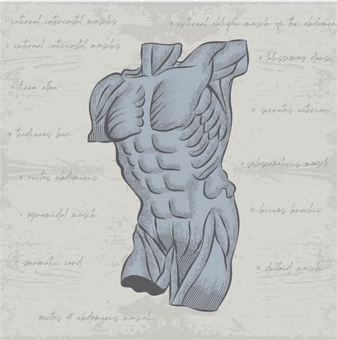 Premium Vector Anatomical Torso With Naked Muscles In The Style Of Training Graphics