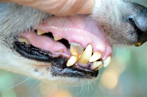 My Dog Has Pale Gums What Should I Do Our Vet Explains Hepper