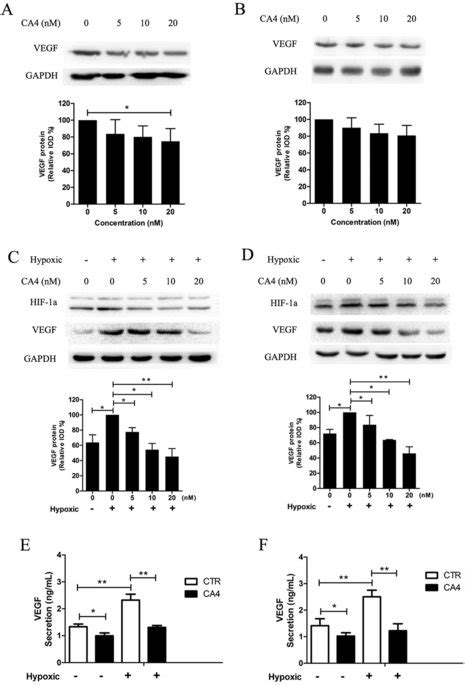 Ca Suppressed Vegf Expression A Representative Result Up And