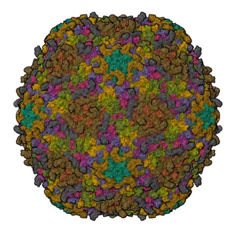 RCSB PDB 9LD7 The Capsid Of Mature Phage N4