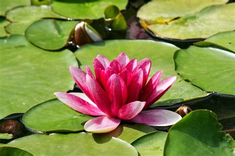 Nymphaea Tetragona Pygmy Water - Free photo on Pixabay - Pixabay