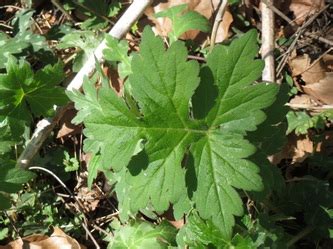 Waterleaf Hairy Mammoth Cave Area Flora