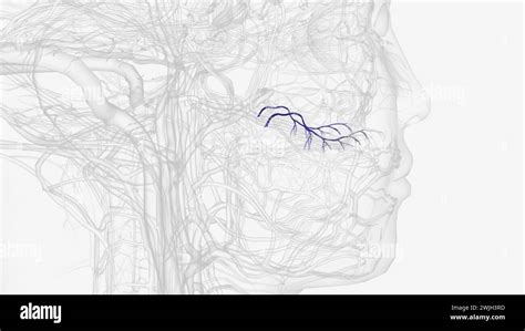 The Posterior Superior Alveolar Artery Posterior Dental Artery Is A