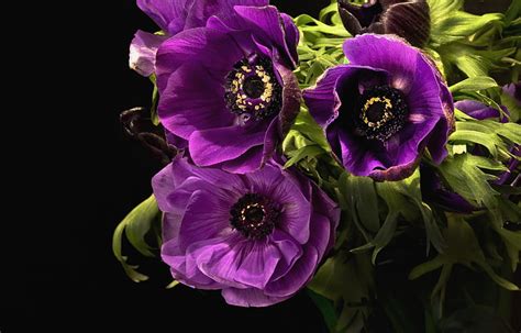 Анемон, Блум, Фиолетовый, Фиолетовый, HD обои | Wallpaperbetter
