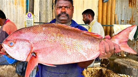 Kasimedu Speed Selvam Big Red Snapper Fish Cutting Video In