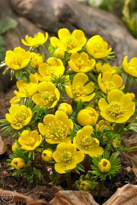 Eranthis hyemalis 'Cilicica' Eranthis from ADR Bulbs