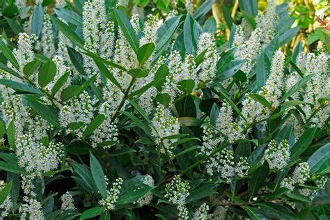 How to Grow Cherry Laurel | BBC Gardeners World Magazine 