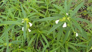 Thumba poo flower salad | https://kalpavrikshafarms.com