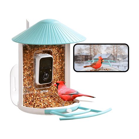 User Story The Joy Of Having A Bird Feeder Birdfy
