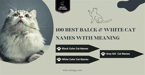 100 Best Black and White Cat Names Meaning - Drlogy Cat Names