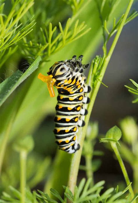 Caterpillar Identification A Visual Guide To Types Of Off