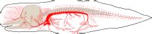 Sperm whale - Wikipedia