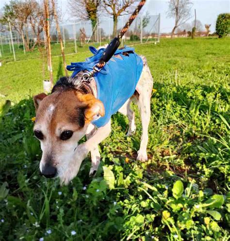 Le adozioni del cuore Enpa di Thiene Schio cerca casa per Mimì ENPA