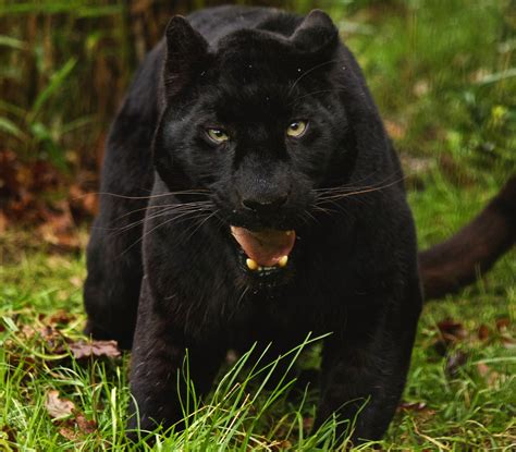 Black Leopard Wallpaper (71+ images)