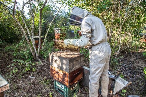 Apicultura Sindicato Rural De Pedregulho