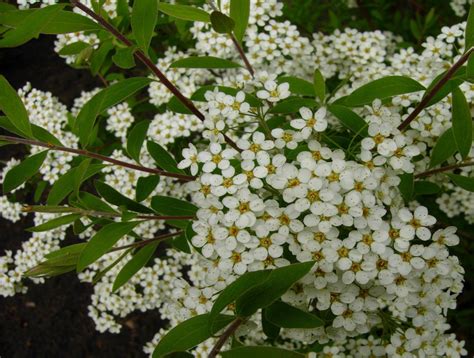 Продажа Спирея серая графская - Spiraea cinerea comitatus в Санкт ...