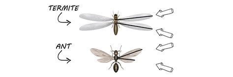 Are You Seeing Ants With Wings? How To Tell If It Is A Flying Ant Or Termite | Pest Support ...