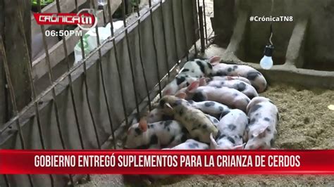 MEFCCA entregó suplementos para la crianza de cerdos en Nandaime