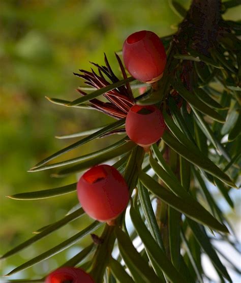 Тис ягідний (Тис європейський)