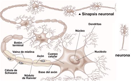 BIOLOGÍA 8 y 9 1 Lección Sistema nervioso en el ser humano 3