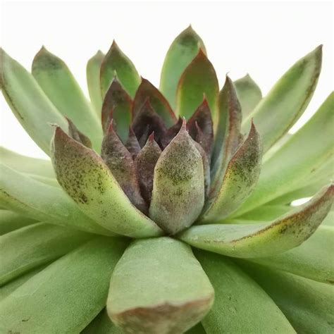 Echeveria Black Rose 14 Cm Crassulaceae Giromagi Vendita Piante