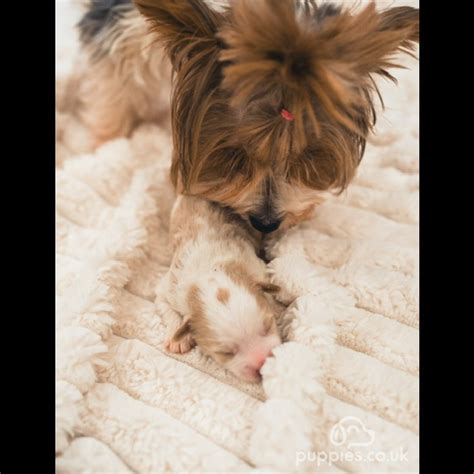 Yorkshire Terrier Sale Frome Somerset Yorkshire Terrier Biewer