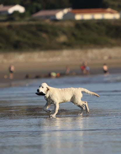 Golden Retriever Furyo Noroy Du Plessy