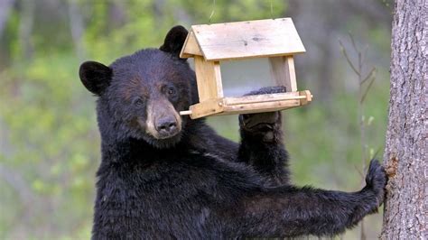 Hungry Bears Are On The Move Across Pennsylvania Maybe In Your Backyard