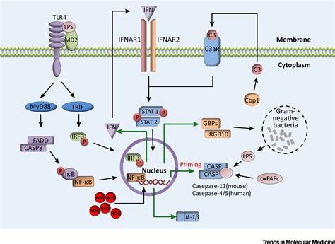 Inflammasome Priming In Sterile Inflammatory Disease Trends In