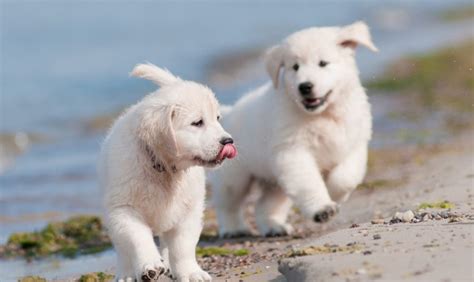 Gps Pet Tracking For Dogs And Cats Yopets