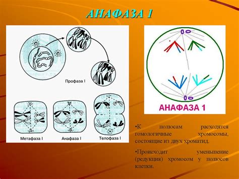 Мейоз. Механизм мейоза - презентация онлайн