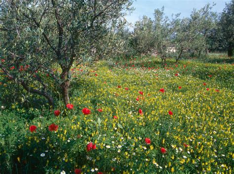 Les Plantes Qui Prennent Soin Du Sol Conseils Jardin