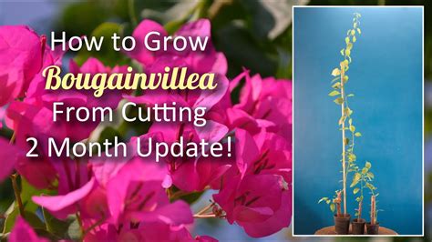 How To Grow Bougainvillea From Cutting With 2 Month Update Make Your