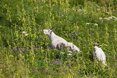 Mountain Goats Oreamnos Americanus Grazing Along The Harding Icefield