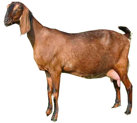 Spanish Goat – All About Goats