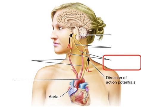 Baroreceptors Diagram | Quizlet