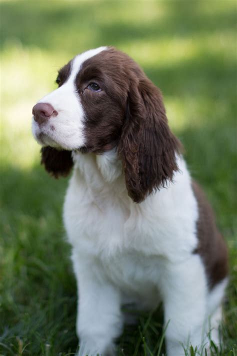 English Springer Spaniel Dog Food Brands To Avoid