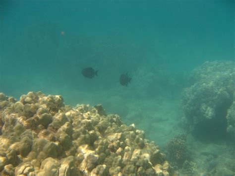 Anaehoomalu-Beach-Snorkeling-Kohala-Coast-Kona-Big-Island-Hawaii-050