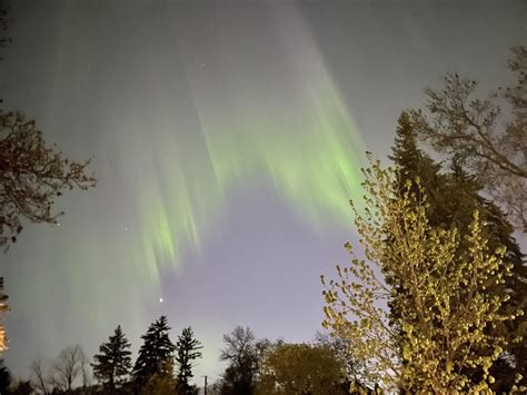 Aurora Borealis And Assiniboine Forest 230519 Rwinnipeg