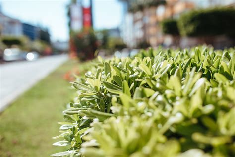 When To Trim Boxwoods And How To Do It Properly