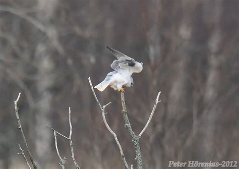 Black Winged Kit Elanus Caeruleeus Svartvingad Glada Flickr