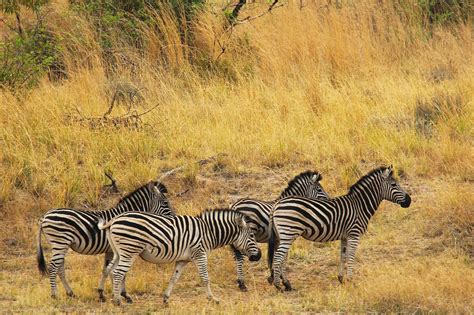 Zebra Menarik Petualangan Foto Gratis Di Pixabay Pixabay