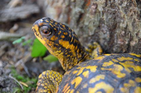 TURTLES VISIT – INVITATION AU VOYAGE