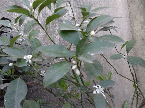 garden care simplified   grow good orange fruit plant