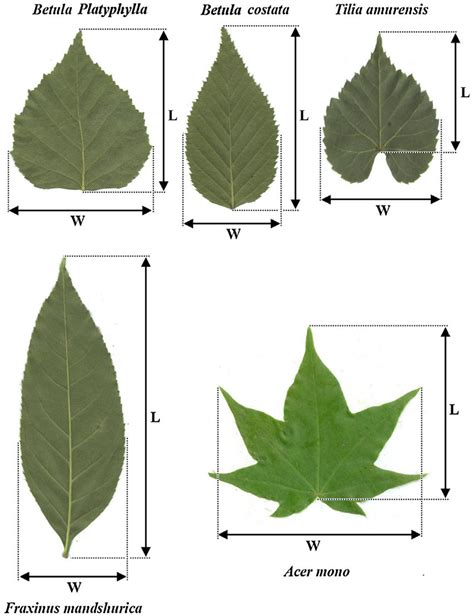 Diagram Of Leaves Showing The Positions Of Length And Width