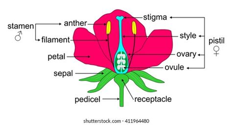 Examples Of Angiosperm